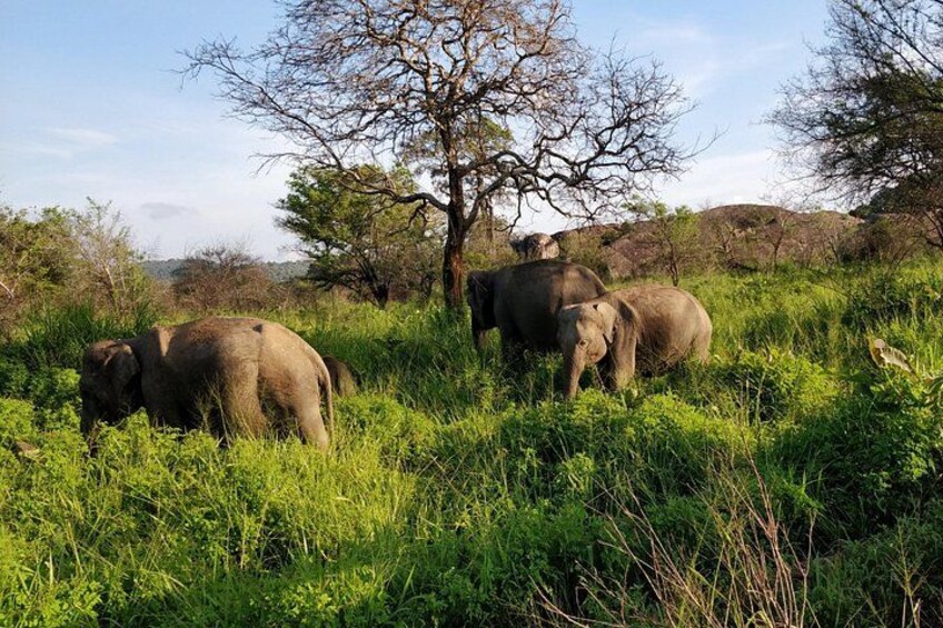 Elephants in a grassy field with trees and hills in the background. 4