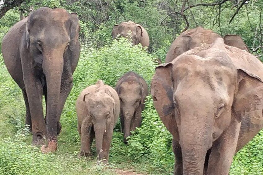 A group of elephants in a lush green forest. 5