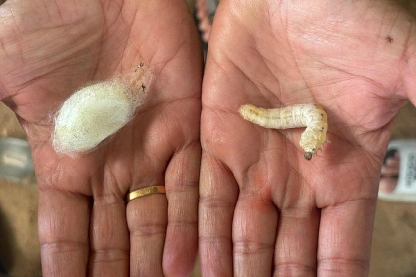 A person's hands holding a white, fuzzy object and a small, light brown caterpillar. 3