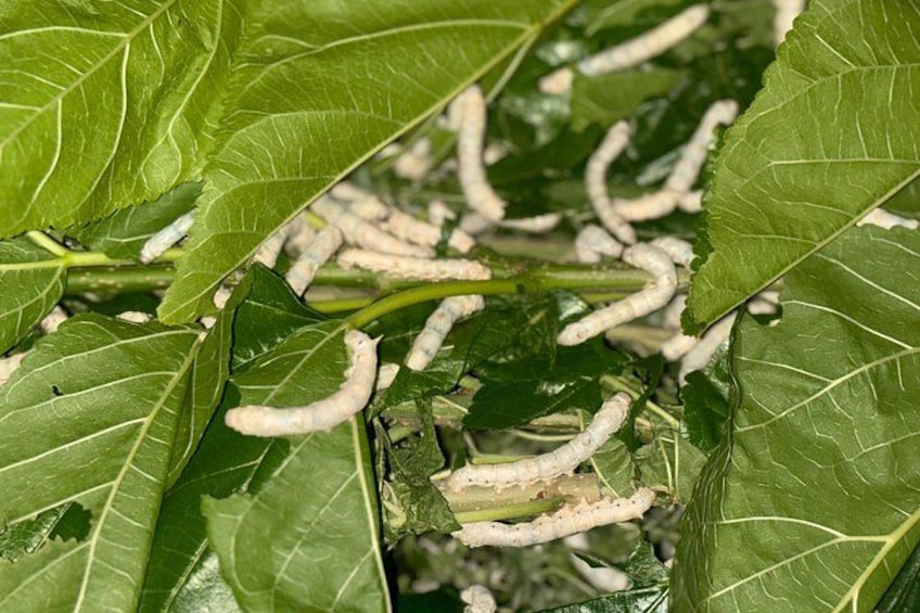 Green leaves with white caterpillars on them. 5
