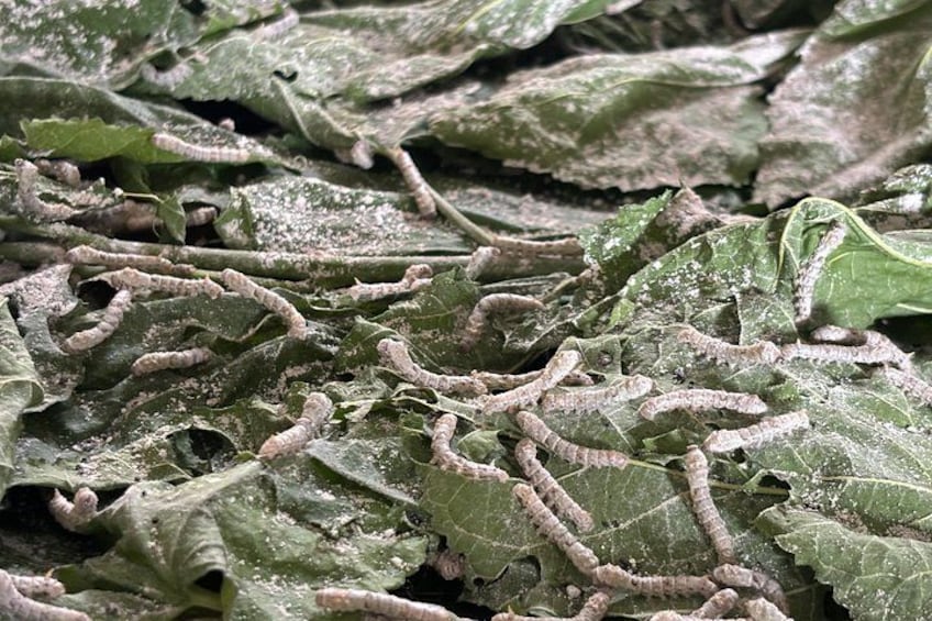 A close-up of caterpillars on leaves. 2