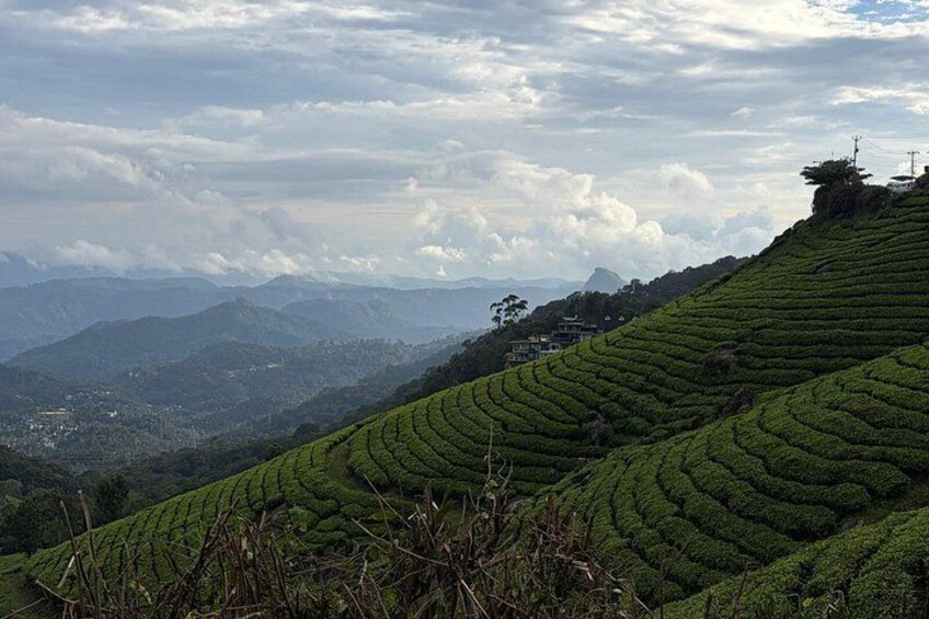 Terrazas de plantaciones de té en una ladera, una cadena montañosa distante y un pequeño asentamiento. 4