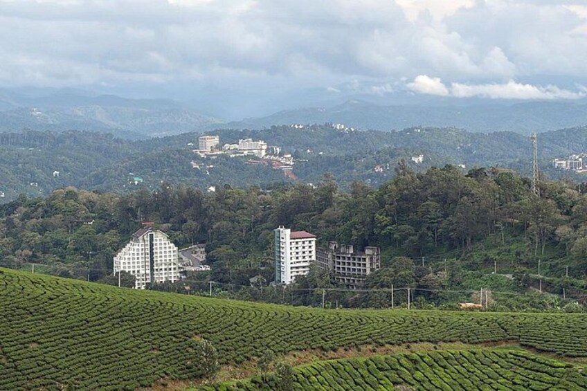 Paisaje con plantaciones de té, edificios y un fondo montañoso. 5
