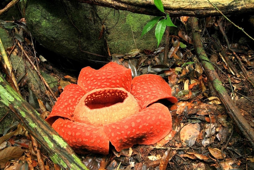 Brightly colored flower in Khao Sok National Park in Thailand