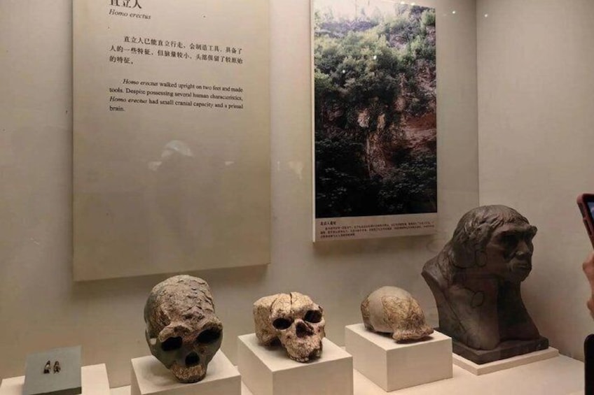 A museum exhibit with skulls and a bust. 5