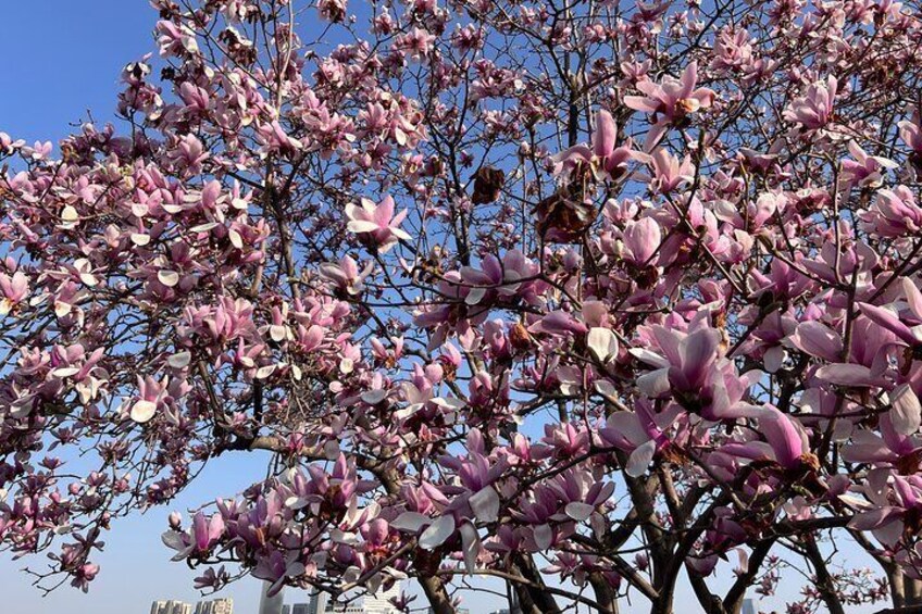 Un árbol con flores rosadas. 2