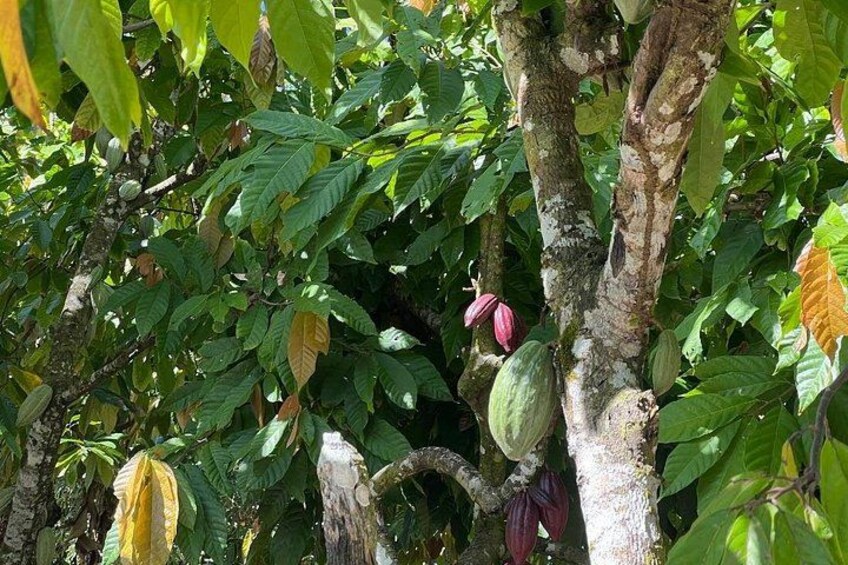Cocoa beans (chocolate) 3