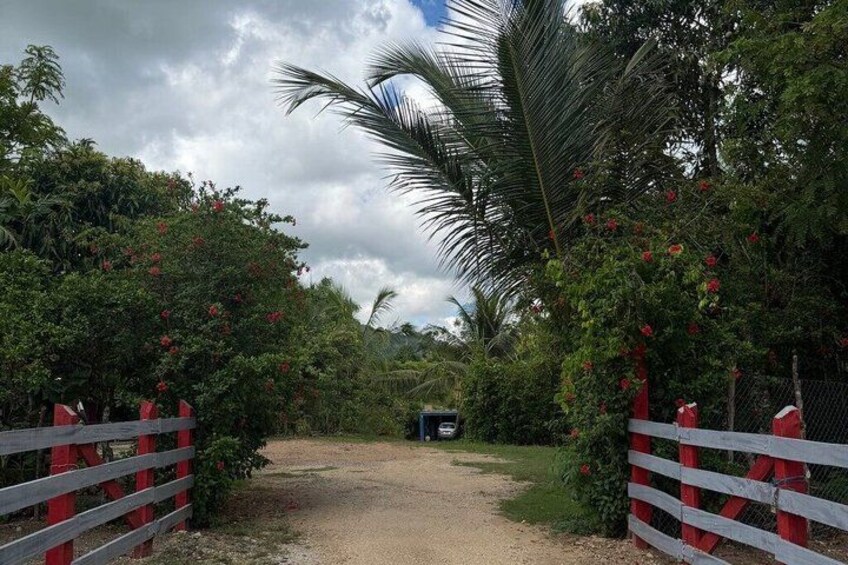 PRIVATE TOUR | Dominican Cultural & Local Experience (Max 6 Pax) 4