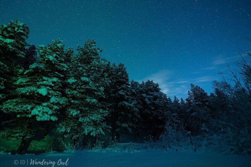 LEVI Night Star Walk on Snowshoes in the Wilderness(ALL INCLUDED) 4