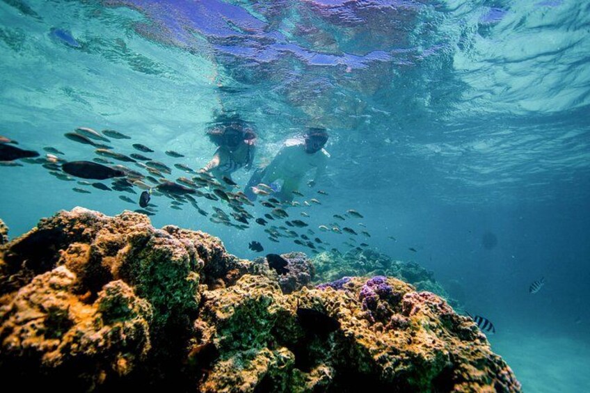 Encounter marine life 5