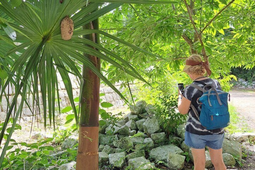 A person taking a photo of a tree with a blue backpack. 5