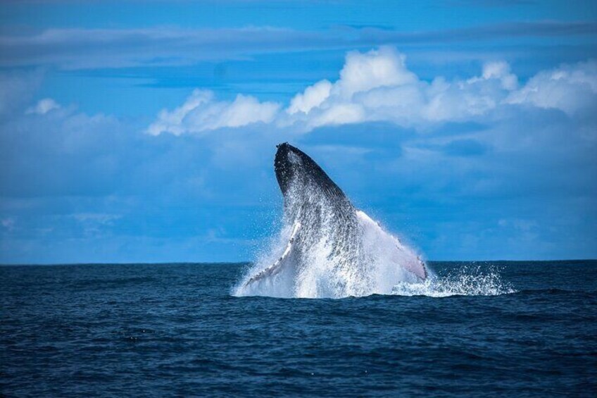 Una ballena emergiendo del océano. 1