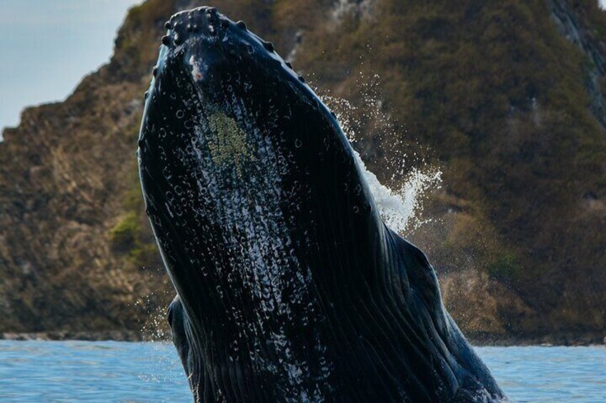 Una ballena rompiendo la superficie del agua, con agua salpicando a su alrededor. 2