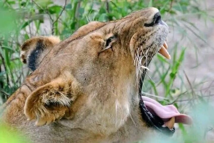 A lion with its mouth open, displaying its teeth and tongue. 1