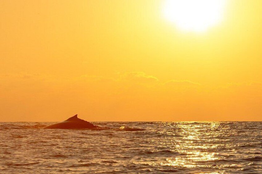 Private Dolphin and Turtle Tour Season 2