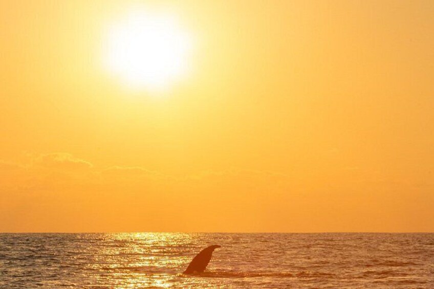 Season of Whales
from November to March 4