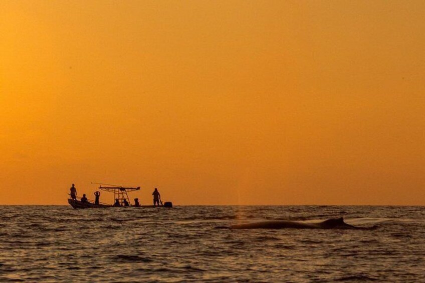 Season of Whales
from November to March 5