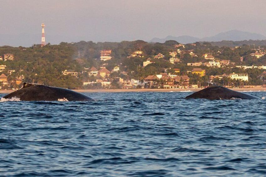 Season of Whales
from November to March 5