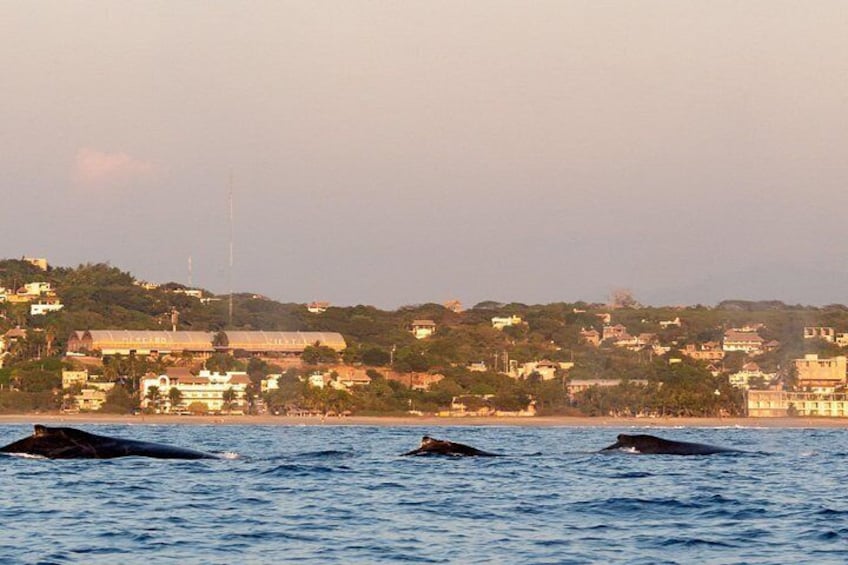 Season of Whales
from November to March 3