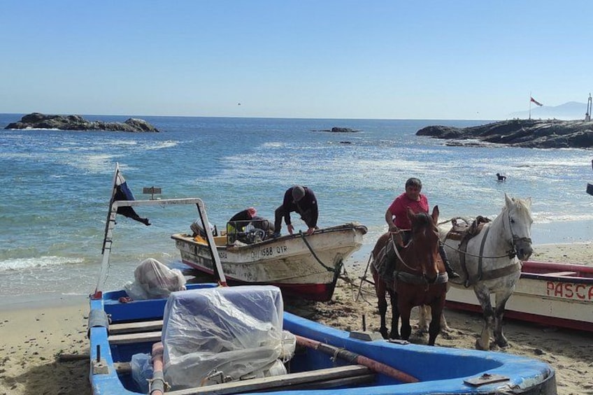 Boats, a horse, and a beach. 1