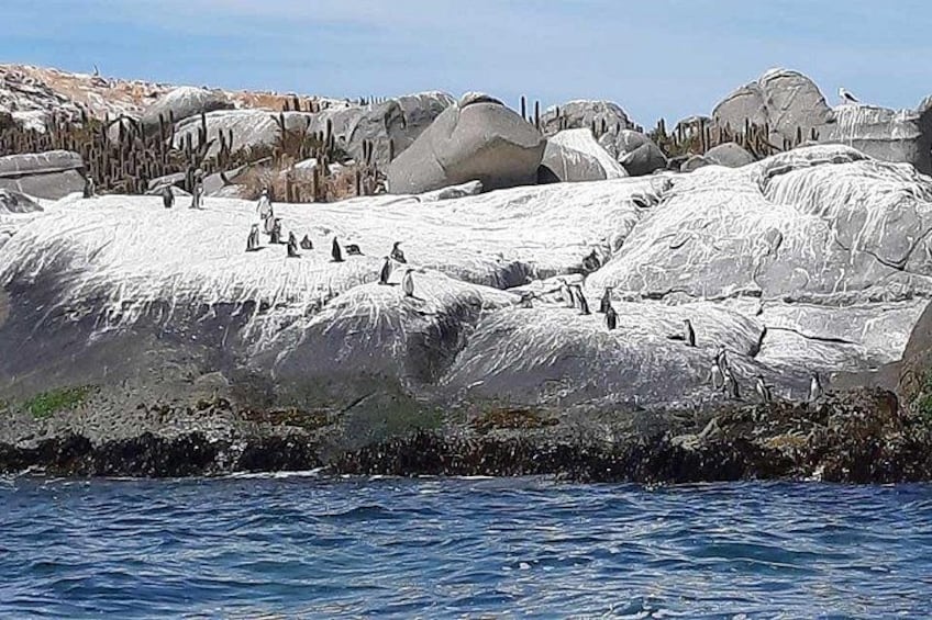 A rocky coastline with penguins. 3
