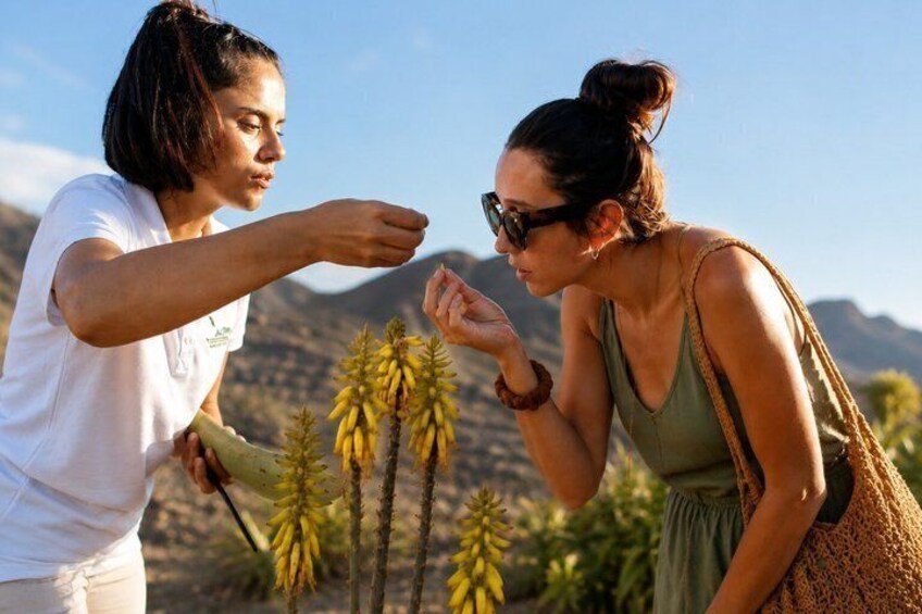 Fuerteventura Organic Farm: Aloe Vera & Olive Oil Tasting 2