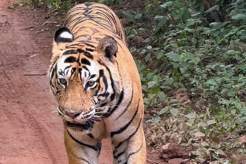 A tiger walking on a dirt path surrounded by greenery. 1