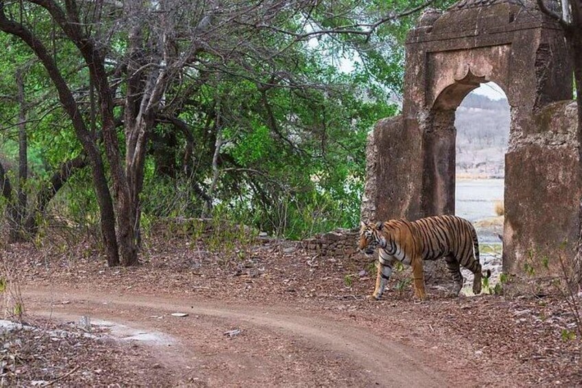 A tiger walking on a dirt path near a stone archway. 4