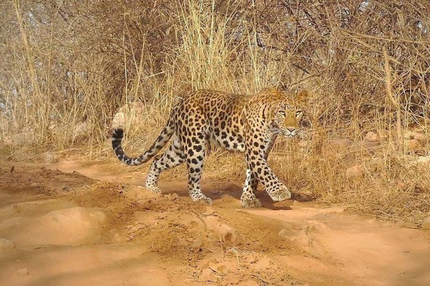 A leopard walking on a dirt path surrounded by dry bushes. 5