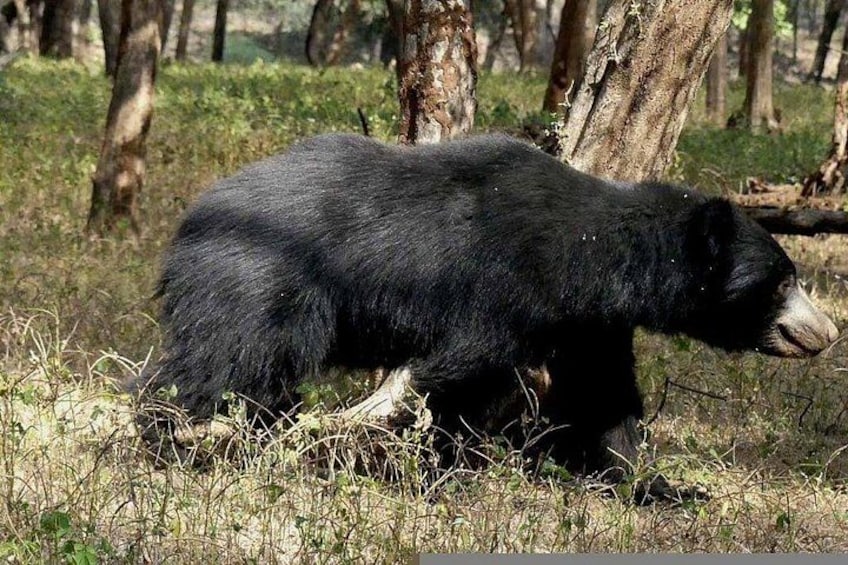 A black bear walking in a forested area with trees and grass. 3