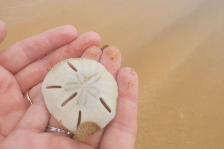 A hand holding a sea shell with a spiral pattern. 2