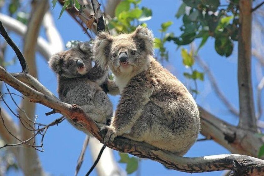 Two koalas on a tree branch with green leaves and a clear blue sky in the background. 5