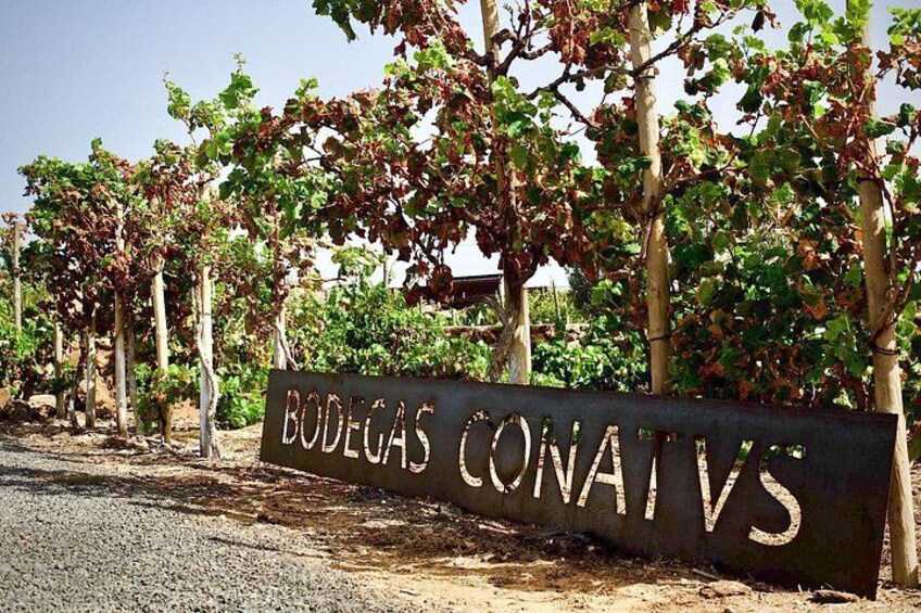 Fuerteventura: Wine Tasting and El Cotillo Afternoon Escape 2