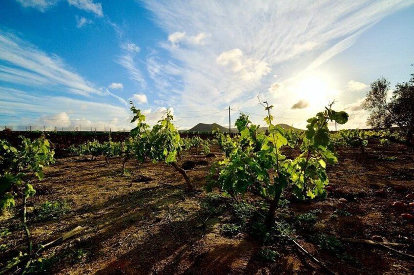 Fuerteventura: Wine Tasting and El Cotillo Afternoon Escape 3