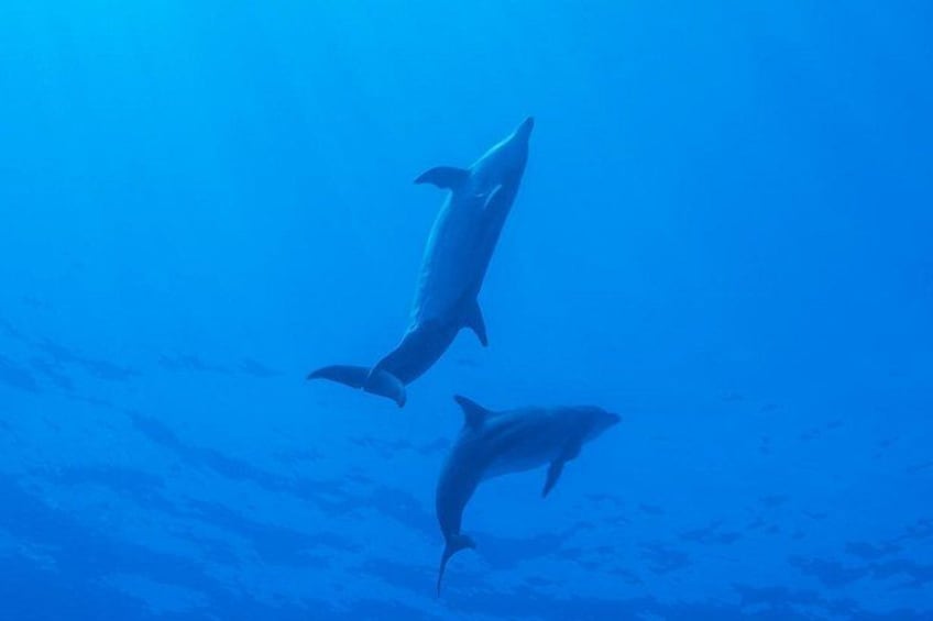 Two dolphins swimming underwater. 3