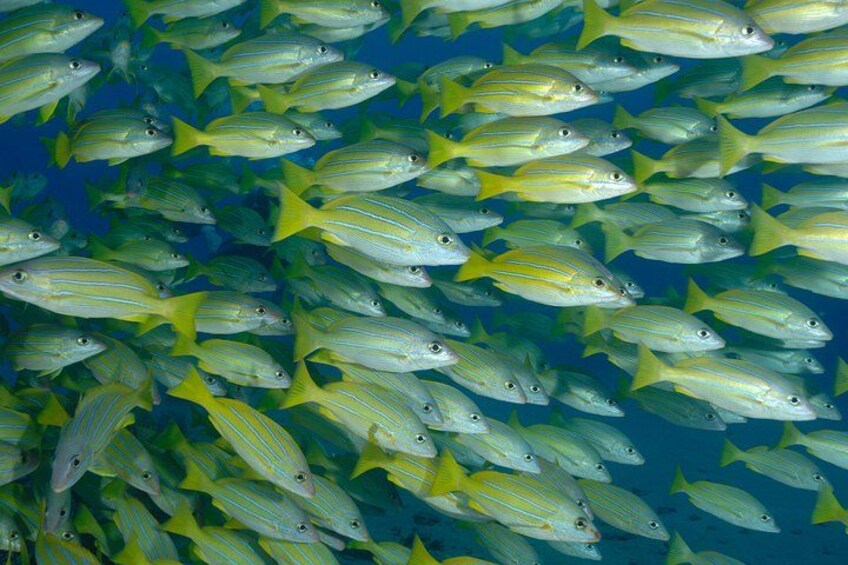 A school of fish swimming in unison. 2