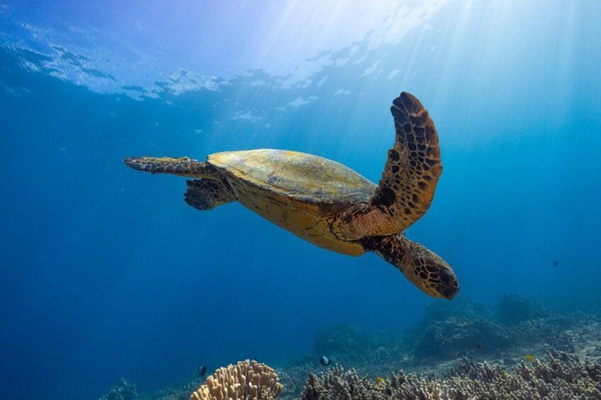 Two Site Snorkel Adventure featuring the Molokini Crater K2 2