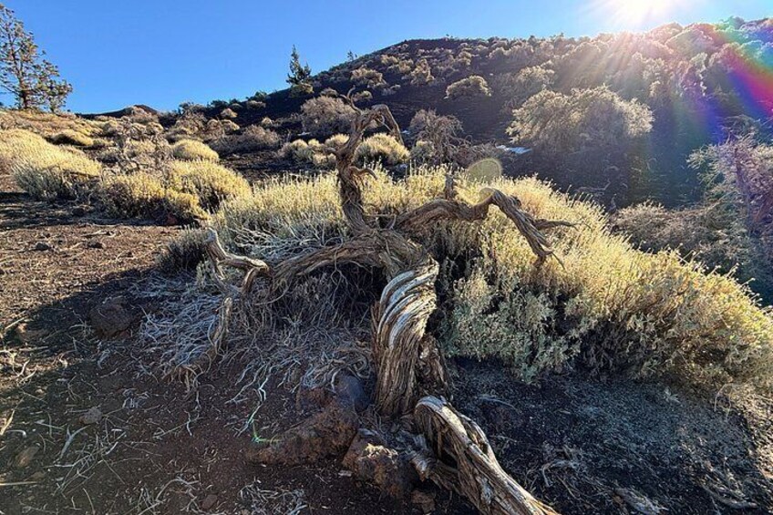 Volcanic Hike and Lava Cave in Teide National Park. Free Pickup. 5