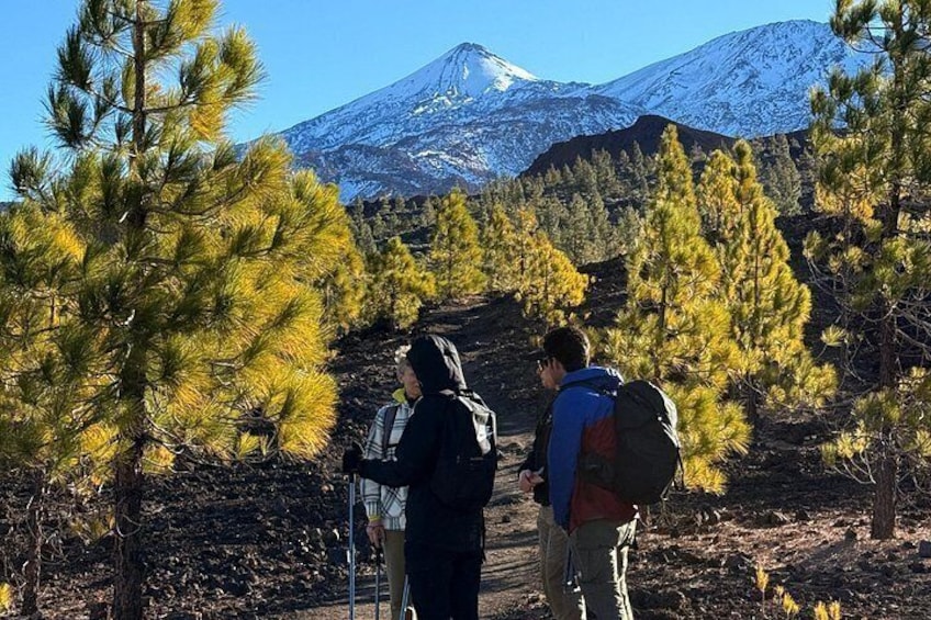 Volcanic Hike and Lava Cave in Teide National Park. Free Pickup. 4