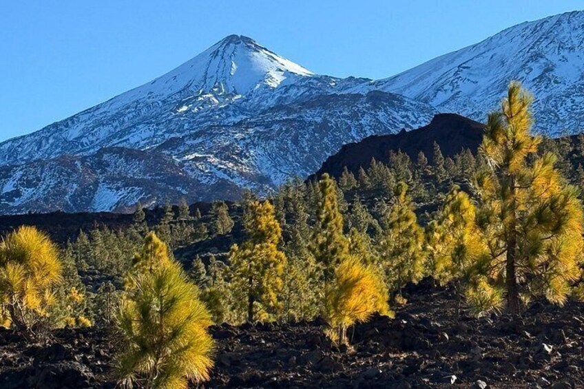 Volcanic Hike and Lava Cave in Teide National Park. Free Pickup. 3