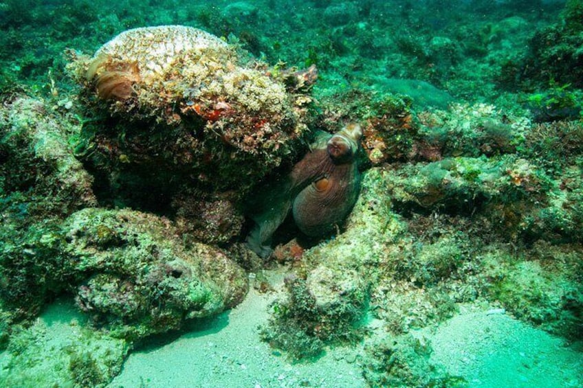 A marine environment with a large coral formation and a fish partially hidden among the rocks. 3