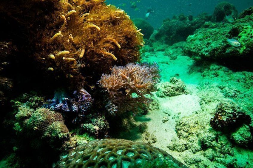 An underwater scene with coral formations, rocks, and marine life. 4