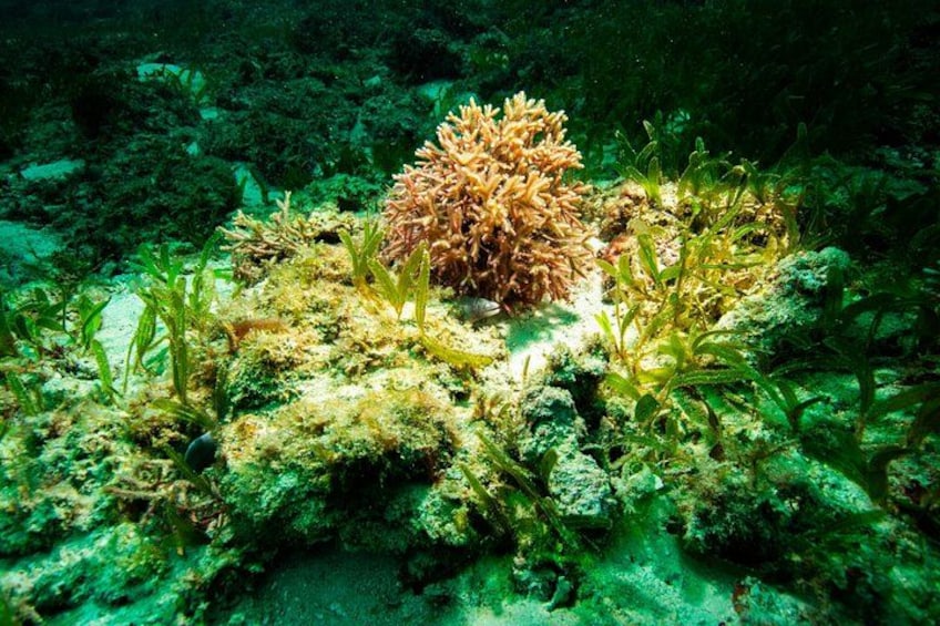 An underwater scene with a coral reef, seaweed, and rocky formations. 5