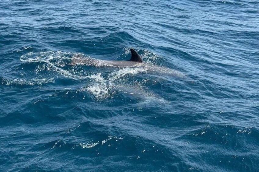 A dolphin swimming in the ocean. 4