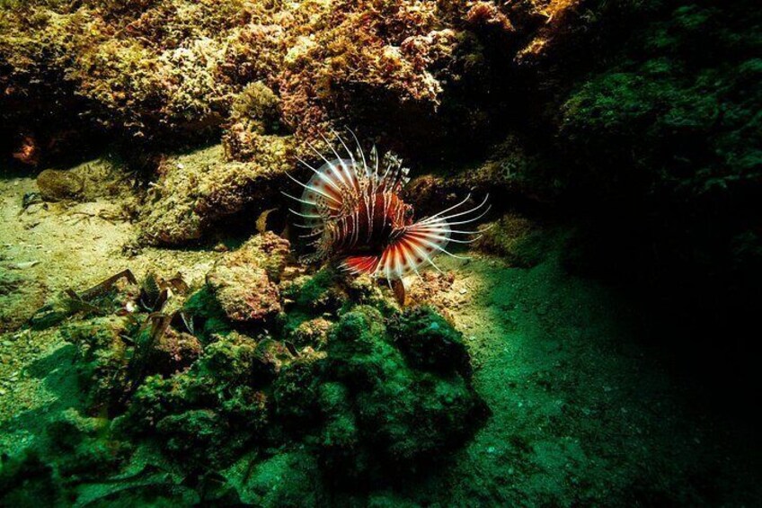 A lionfish on a rocky underwater surface. 5