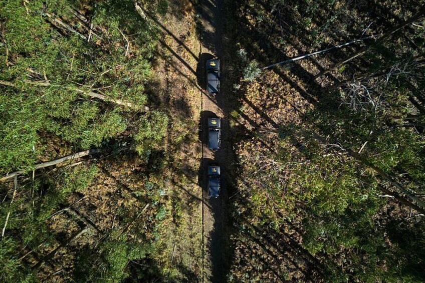A narrow forest road with three vehicles. 4