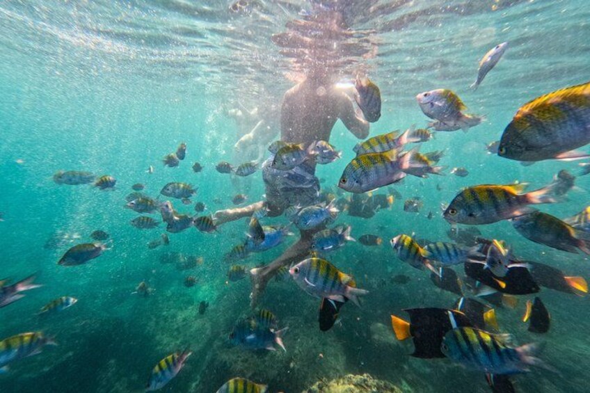 An underwater scene with a person swimming among a school of fish. 4