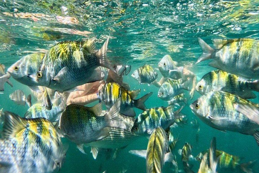 A school of fish swimming underwater. 1