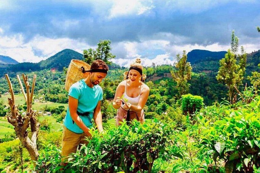 Horton Plains Tea Factory and Nuwara Eliya Day Tour 3