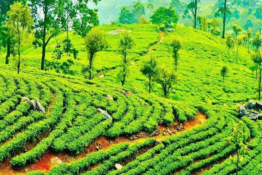 A lush green tea plantation with terraced fields and scattered trees. 4